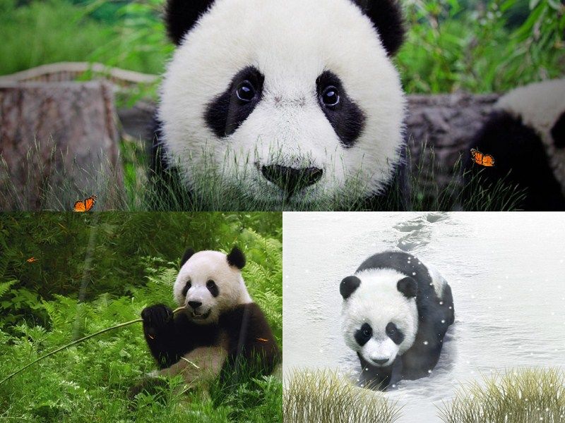 Cute Panda Animated Wallpaper 1.0 - Cute Panda Animated Wallpaper